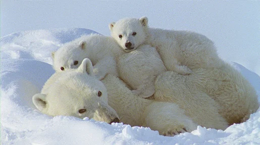 Szenenbild: Eisbärenweibchen "kuschelt" mit zwei Eisbärenbabys