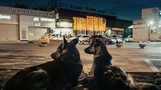 Zwei Hunde sitzen nachts auf einem Parkplatz