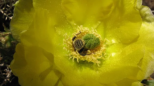 Szenenbild: gelbe Blüte mit Biene