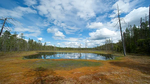 Eine Moorlandschaft unter blauem Himmel mit Schäfchenwolken. 