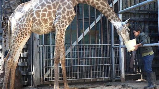 Der Junge Ziad füttert eine Giraffe.