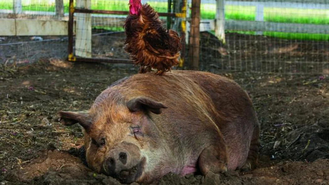 Ein Schwein liegt in seinem Stall auf dem Boden. Auf ihm sitzt ein Huhn.
