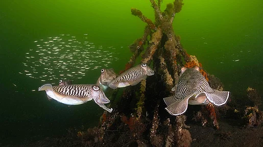 Link zum FilmTipp Die wilde Nordsee