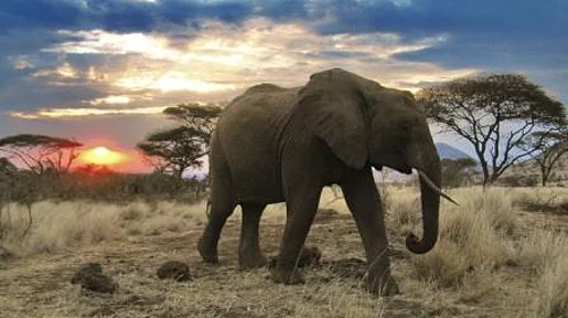 Szenenbild: Ein Elefant in der Steppe