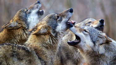 Szenenbild: Eine Gruppe heulender Wölfe.