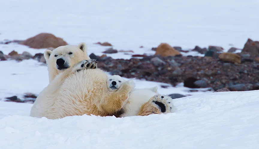 Frost ohne Schnee und Eis, (c) Arctic Light; Filmwelt Verleihagentur 2026