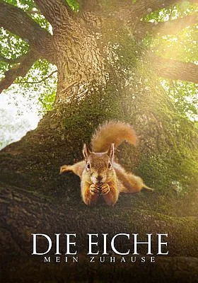 Auf dem dicken Ast einer Eiche blickt ein Eichh&ouml;rnchen neugierig frontal in die Kamera, w&auml;hrend es eine Nuss knabbert und von der Sonne beschienen wird.