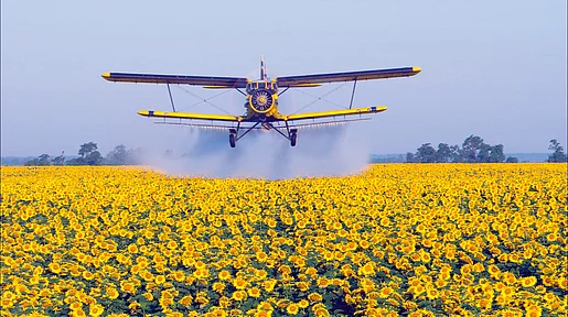 Szenenbild: Ein Kleinflugzeug versprüht Pflanzenschutzmittel auf einem Sonnenblumenfeld
