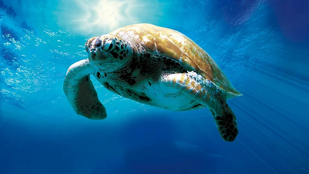 Link zum Unterrichtsmaterial zu Tortuga
