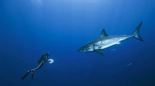 Szenenbild: Ein Taucher und Hai im Meer