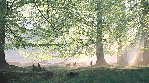 Sonnenstrahlen fallen in eine Waldlichtung in der Rehe die Ohren spitzen.