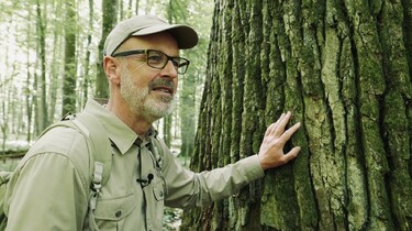 Link zum FilmTipp Das geheime Leben der Bäume