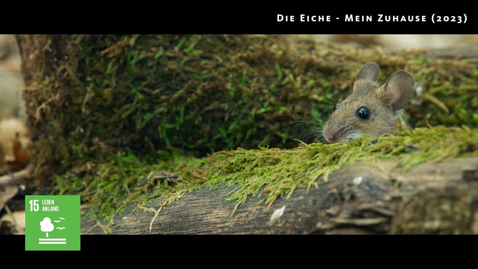 Trailer zum aktuellen 17 Ziele Filmprogramm 2023/2024